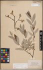 Foto von Salix caprea L. x Salix eleagnos Scop.